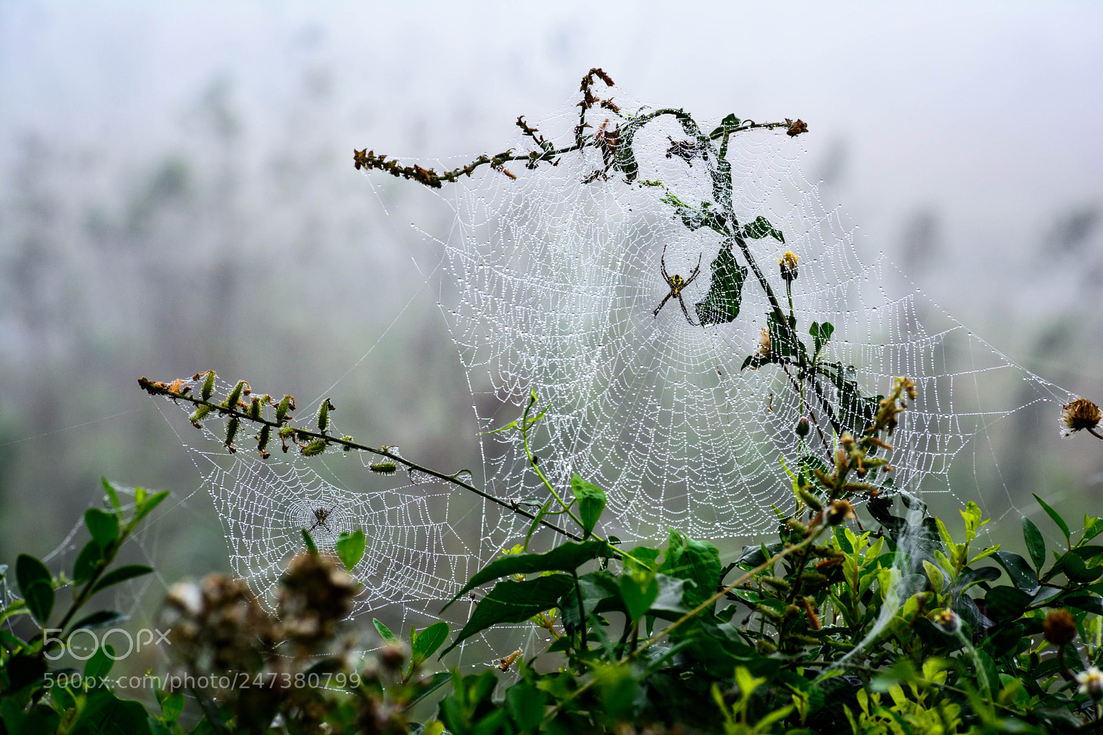 Nikon D5200 sample photo. Predators waiting for the photography