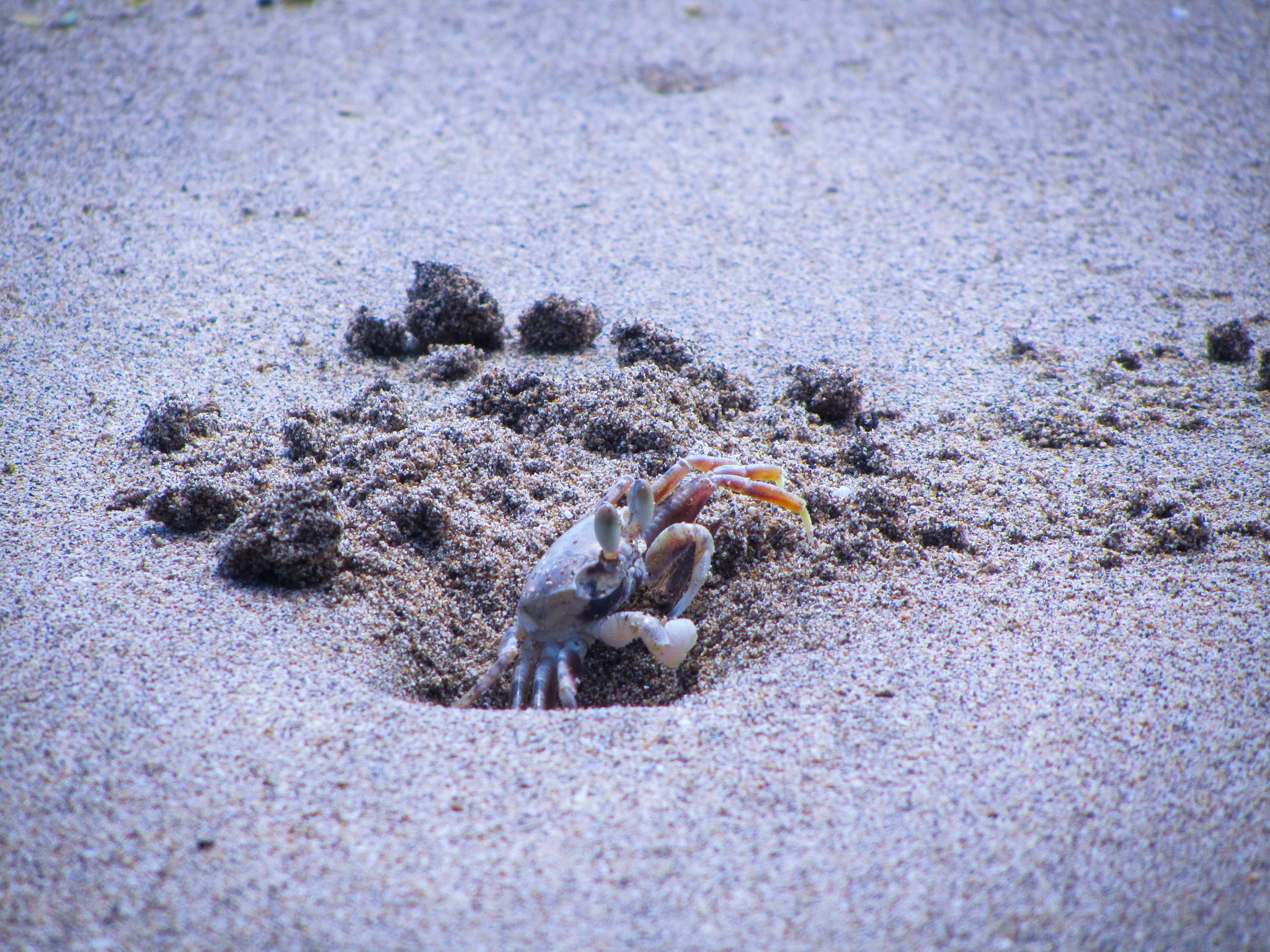Canon PowerShot SX210 IS sample photo. Beach crab photography