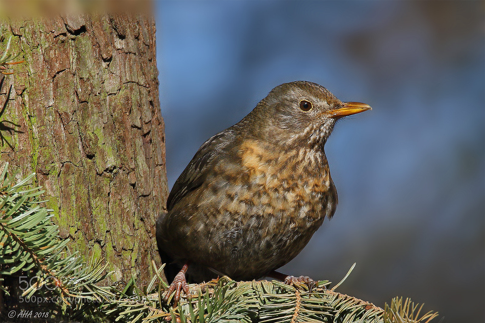 Canon EOS 7D Mark II sample photo. Black birds lady photography