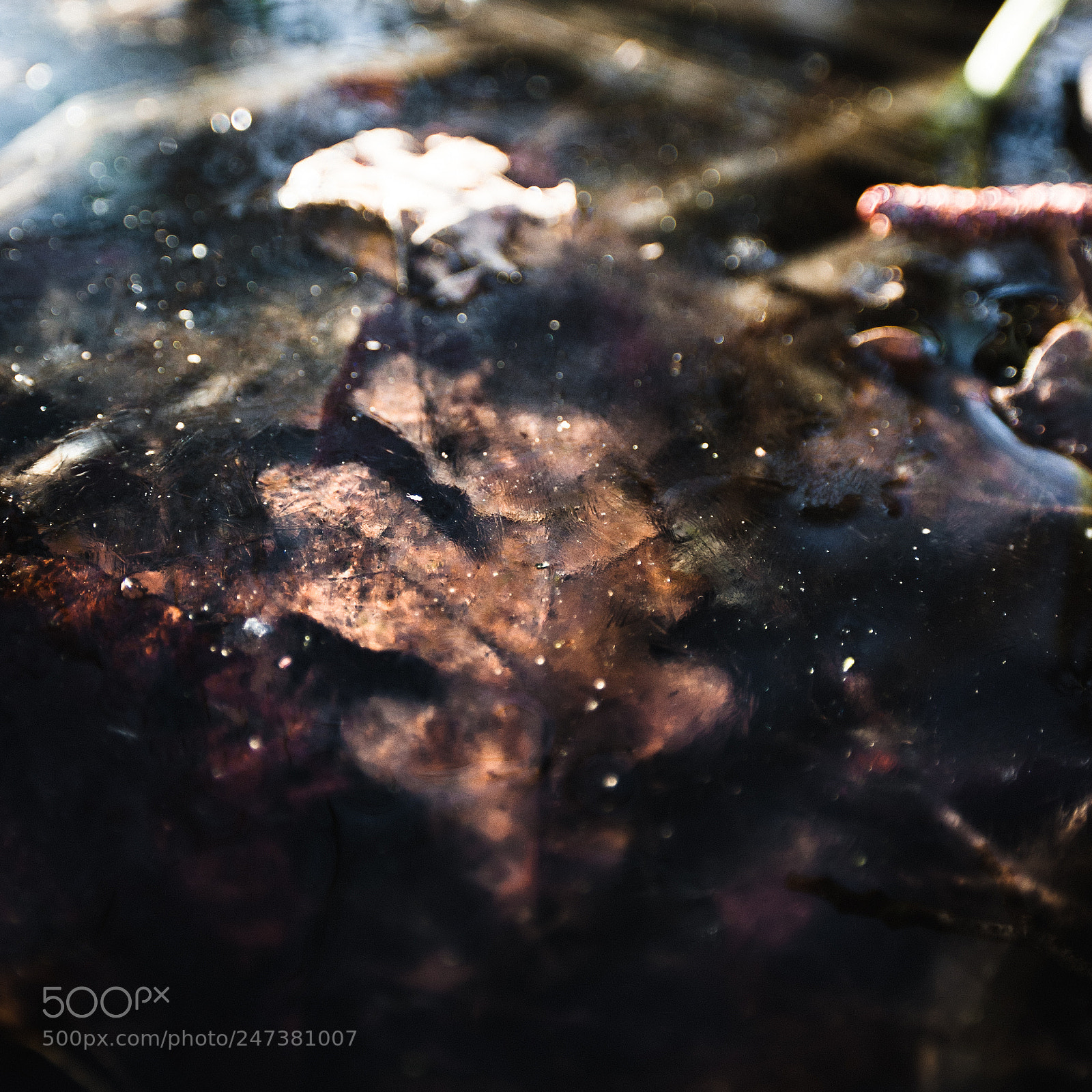 Canon EOS-1D Mark III sample photo. Frozen leaf photography
