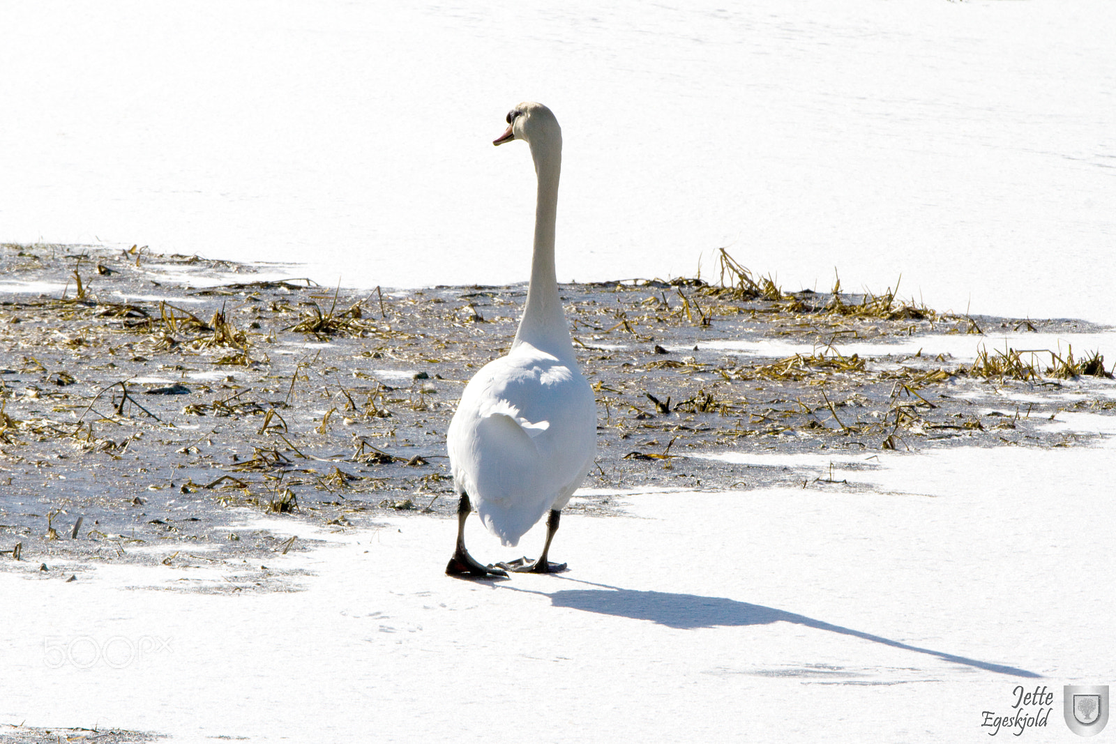 Canon EOS 7D sample photo. White swan photography