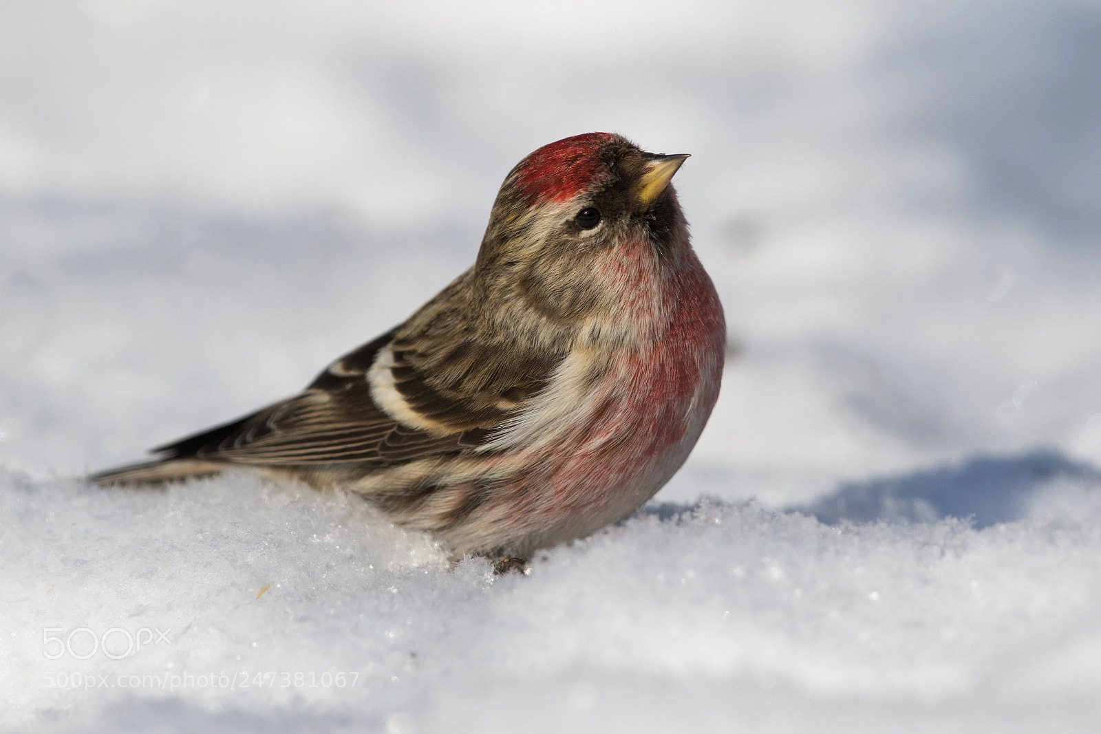 Canon EOS 7D Mark II sample photo. The common redpoll acanthis photography