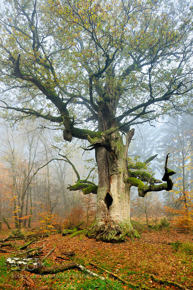 Nikon D800 sample photo. The chimney oak photography