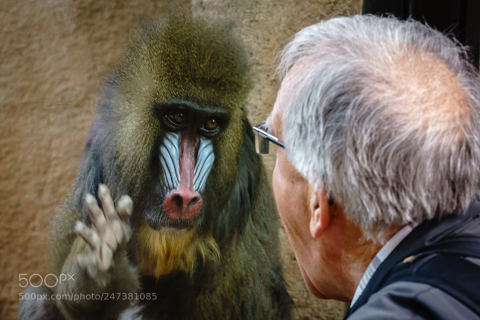 Sony a7 II sample photo. Monkey business photography