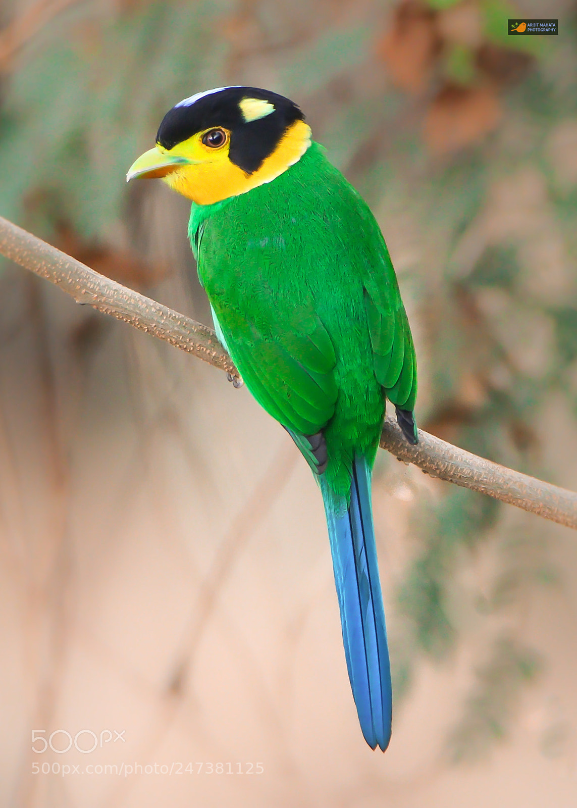 Canon EOS 760D (EOS Rebel T6s / EOS 8000D) sample photo. Long tailed broadbill....... photography
