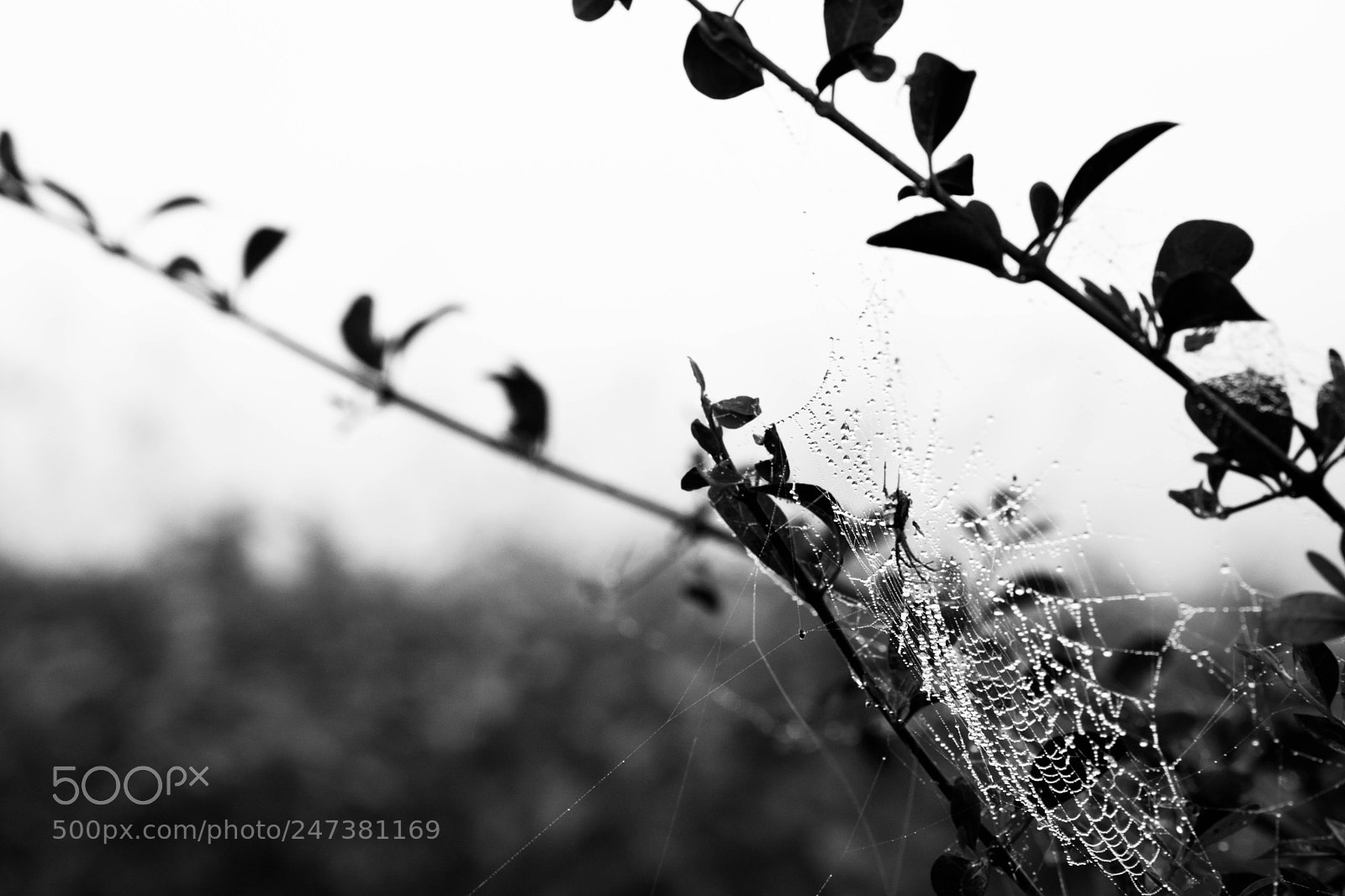 Nikon D5200 sample photo. An orb-weaver spider clinging photography