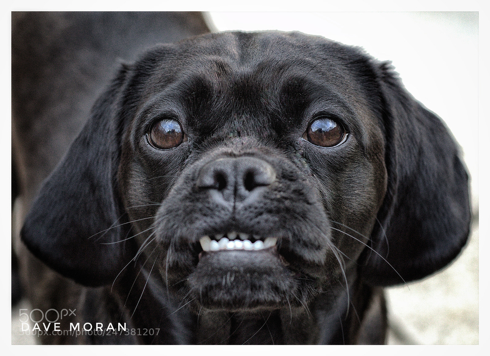 Canon EOS 700D (EOS Rebel T5i / EOS Kiss X7i) sample photo. "yes please" photography