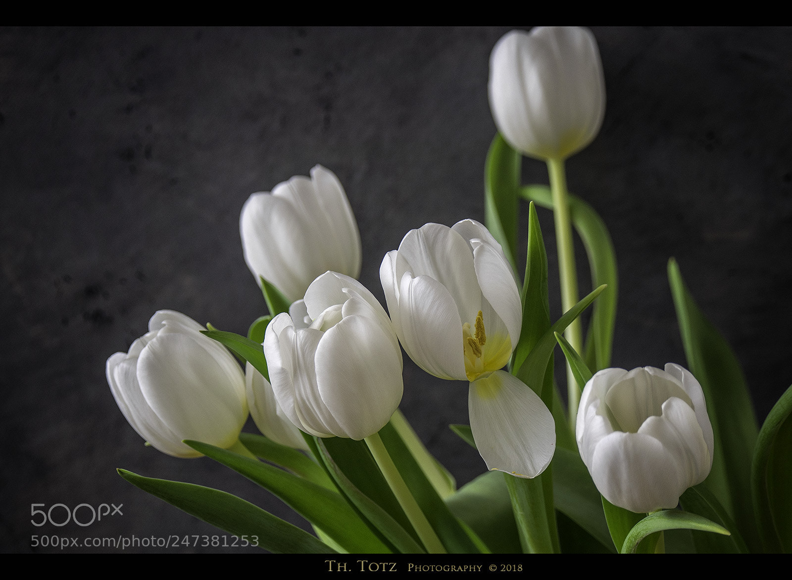 Olympus OM-D E-M5 sample photo. White tulips photography