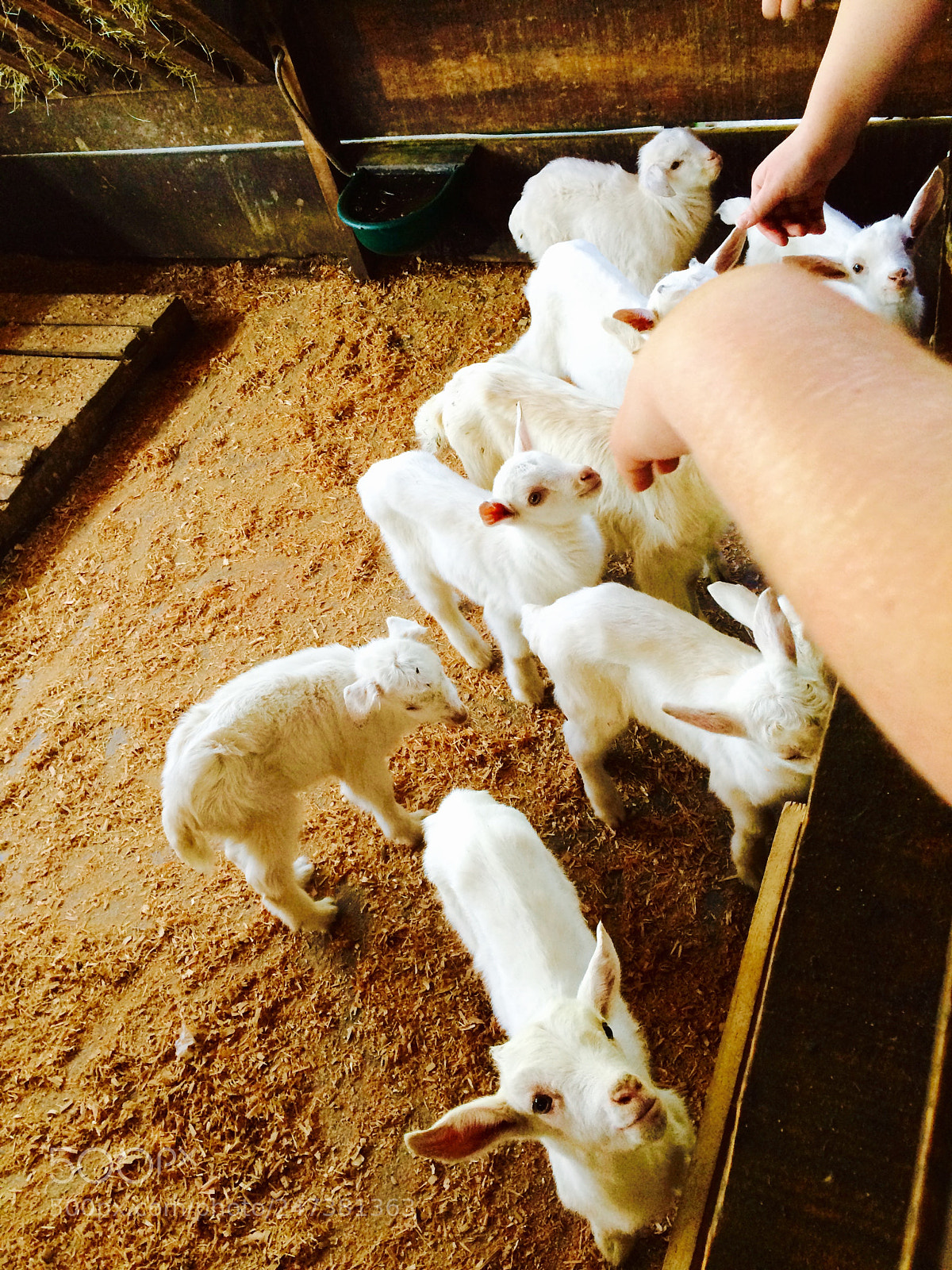 Apple iPhone 5s sample photo. Little lambs photography