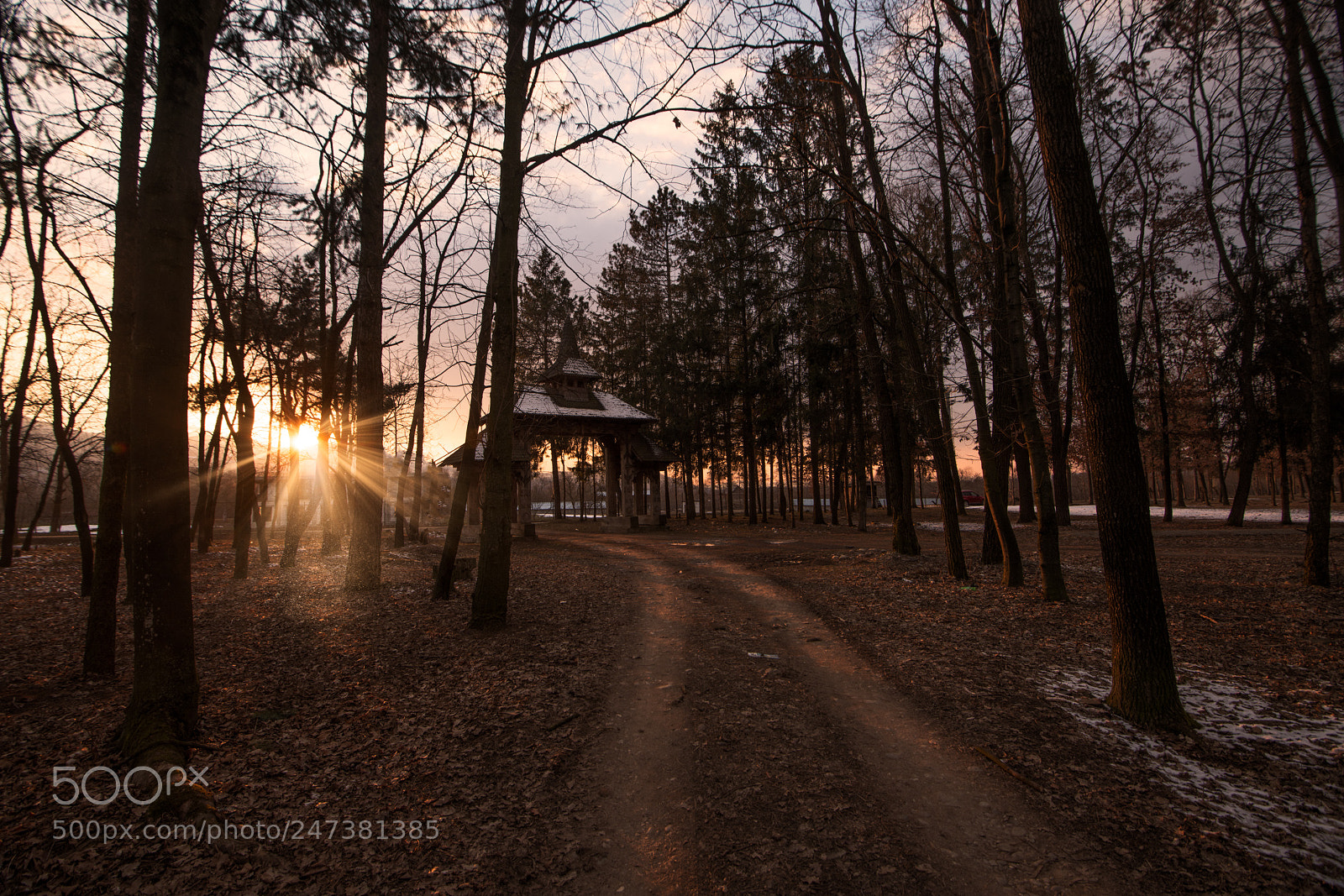 Nikon D850 sample photo. Path in the forest photography