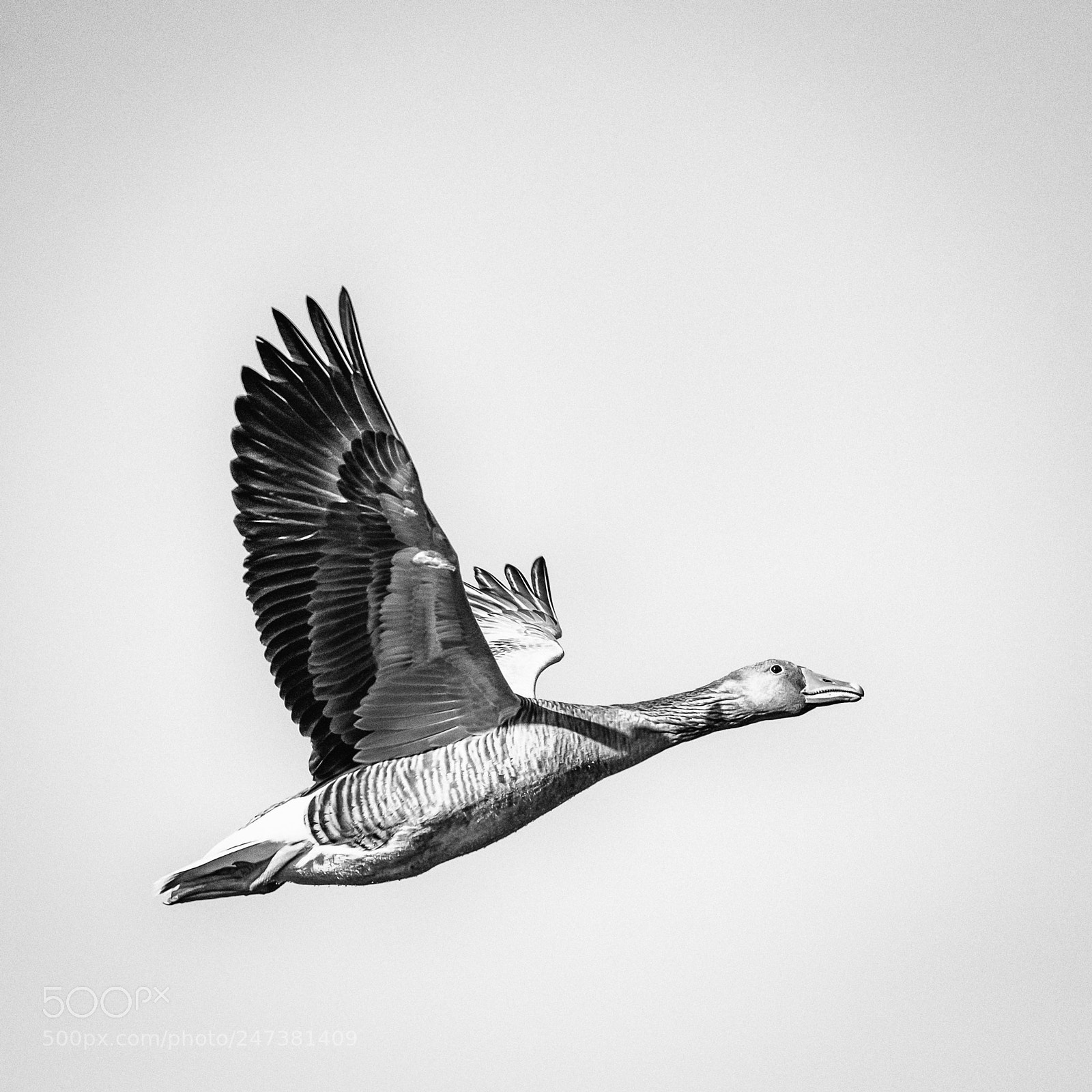 Nikon D810 sample photo. Flying goose in bw photography