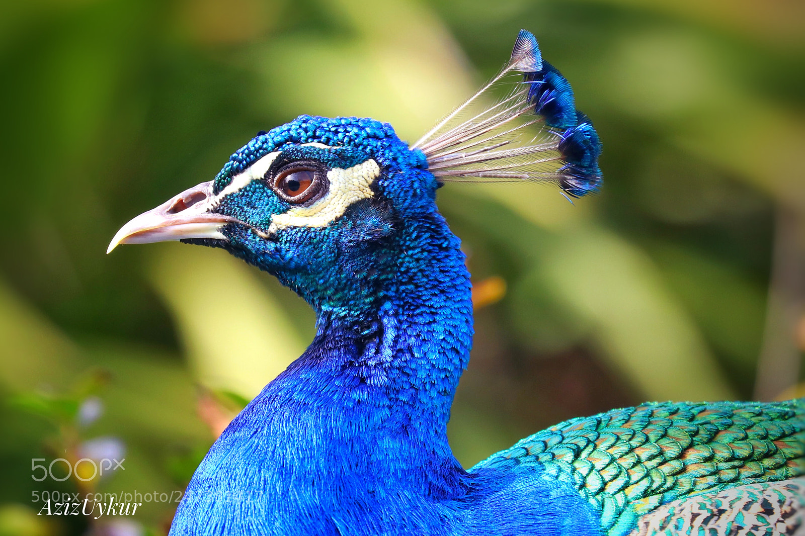 Canon EOS 80D sample photo. Blue photography