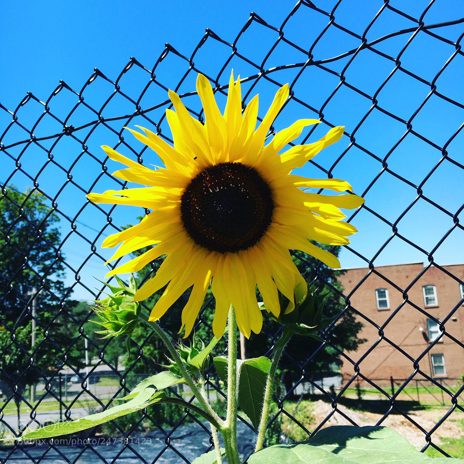 Apple iPhone 6s sample photo. Untitled photography