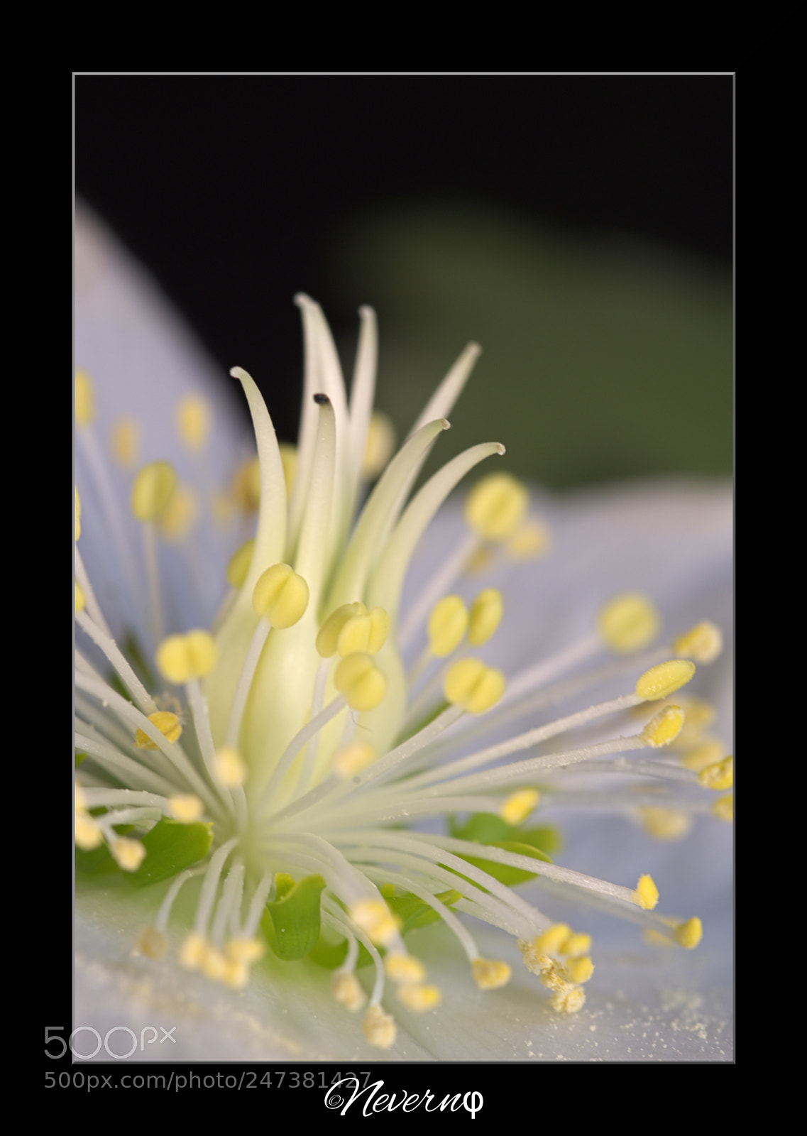 Pentax K-S2 sample photo. Flower 8 photography