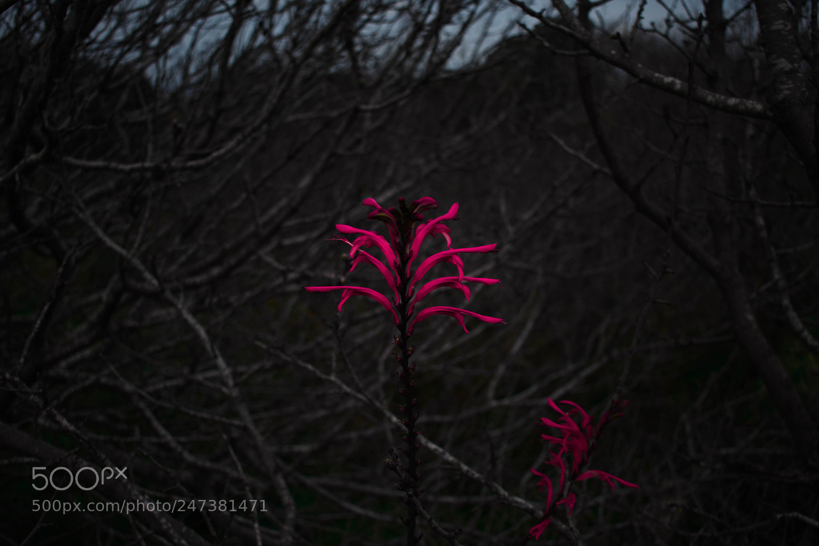 Nikon D3400 sample photo. Be different photography