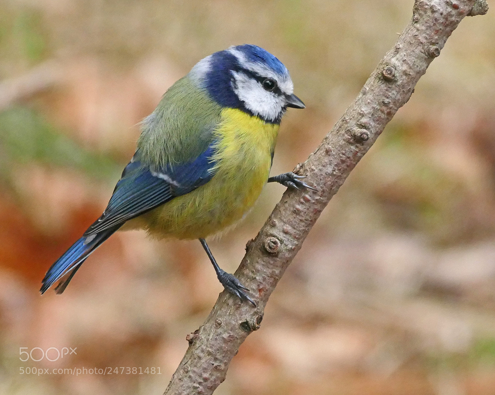 Panasonic Lumix DMC-FZ1000 sample photo. Blue tit photography