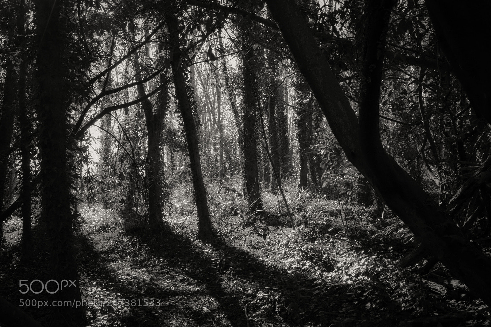 Nikon D3100 sample photo. Lost in the woods photography