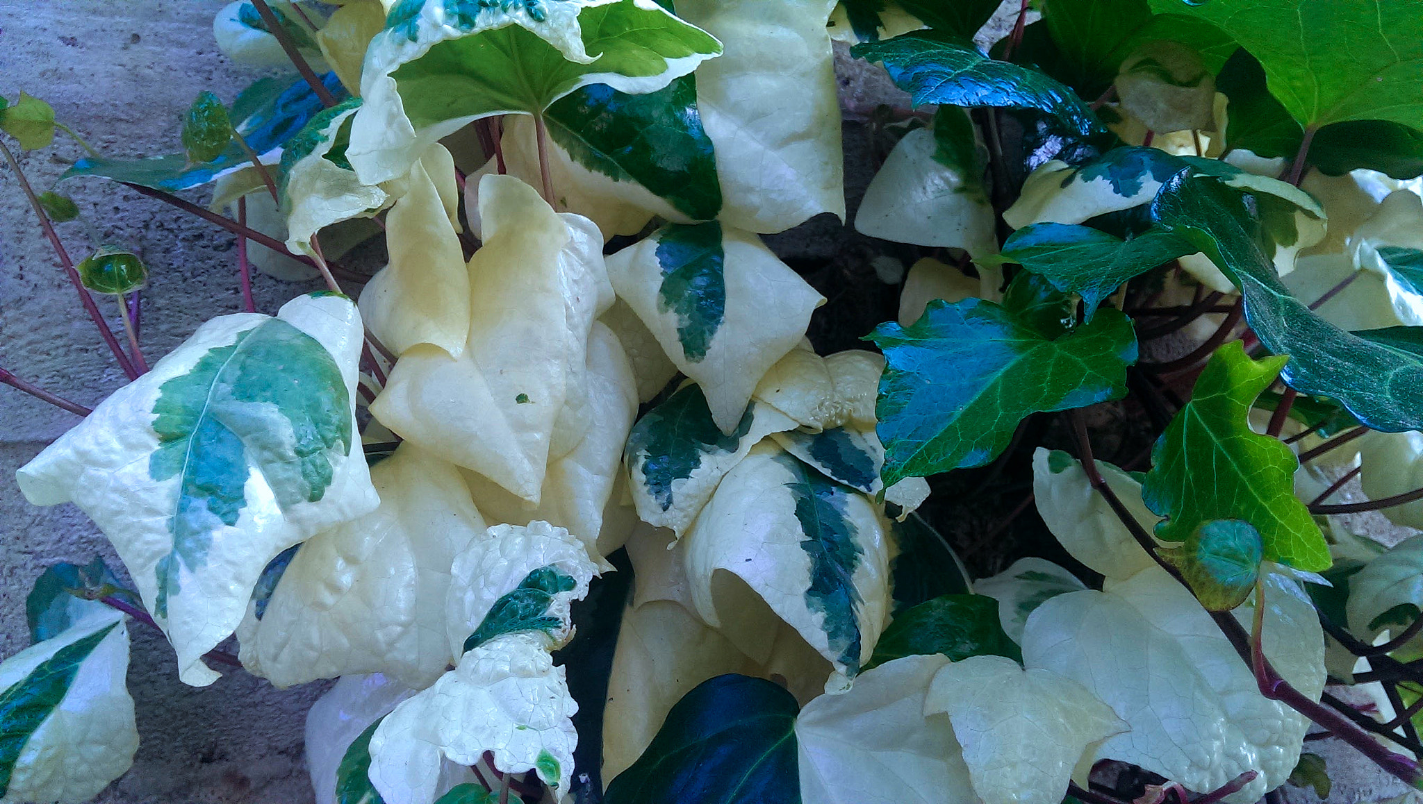 HTC ONE sample photo. Foglie photography