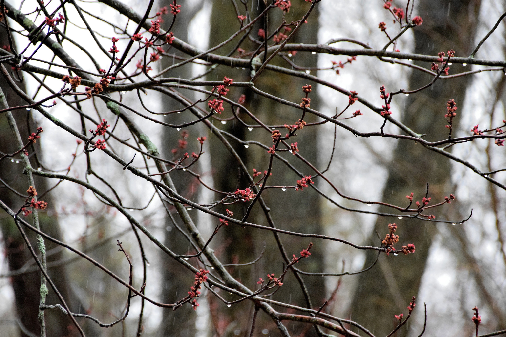 Nikon D5300 + Sigma 18-250mm F3.5-6.3 DC Macro OS HSM sample photo. Sunday rain photography