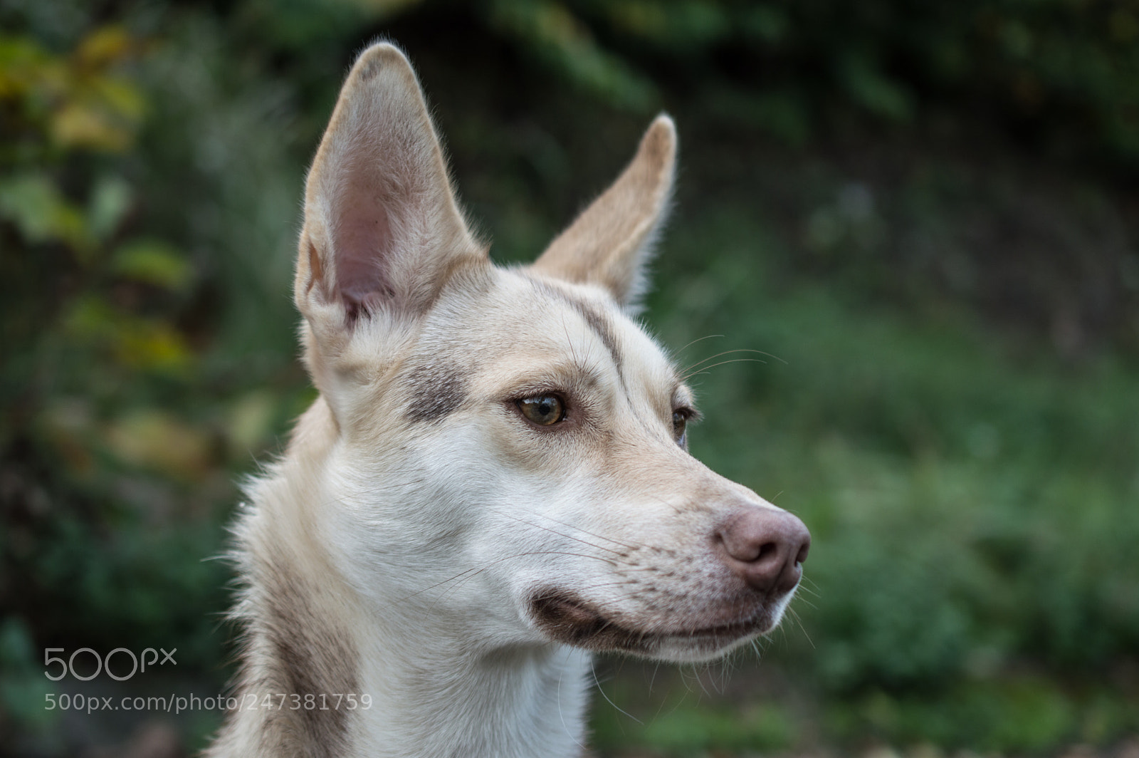 Nikon D3200 sample photo. Portrait of mix breed photography