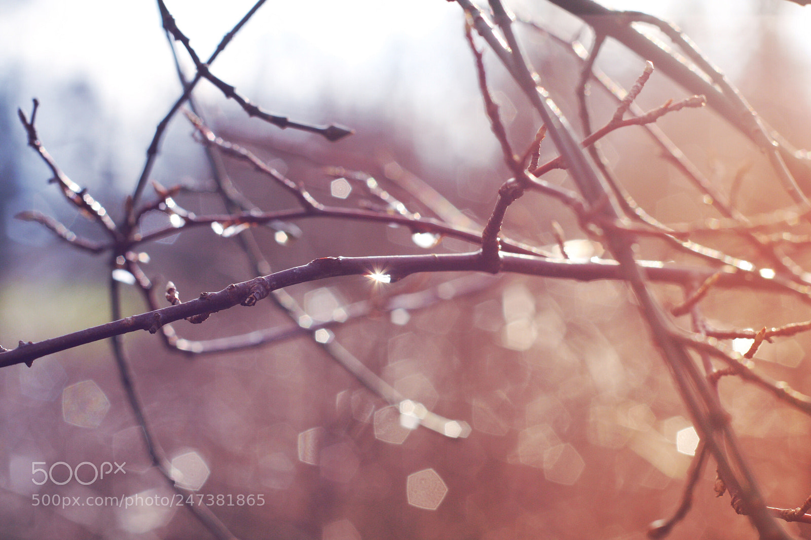 Canon EOS 40D sample photo. Untitled photography