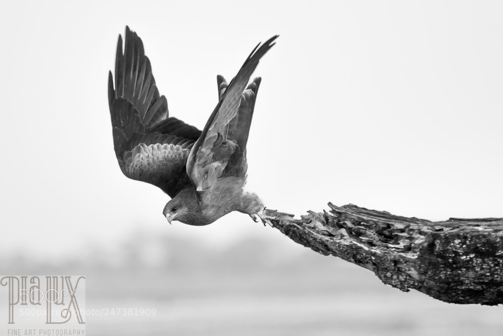 Canon EOS 7D Mark II sample photo. Lifting off... photography