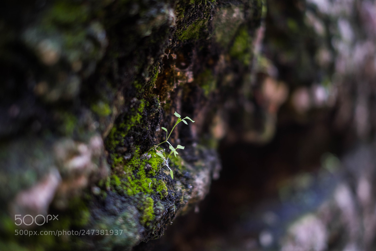 Fujifilm X-Pro2 sample photo. Cueva de salamanca photography