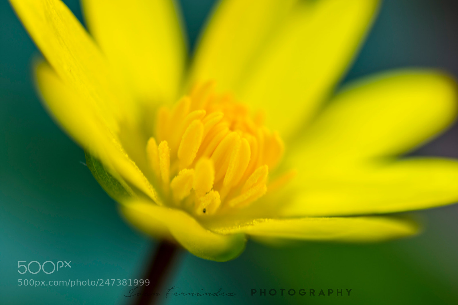 Nikon D7200 sample photo. Spring photography