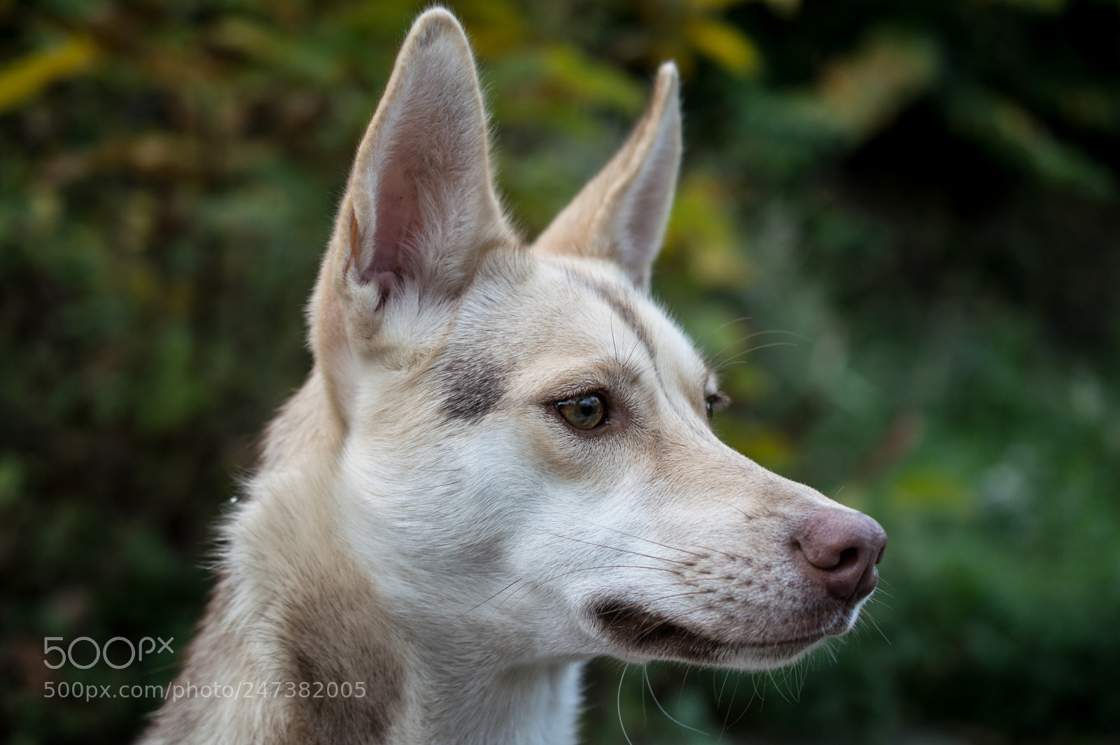 Nikon D3200 sample photo. Portrait of mix breed photography