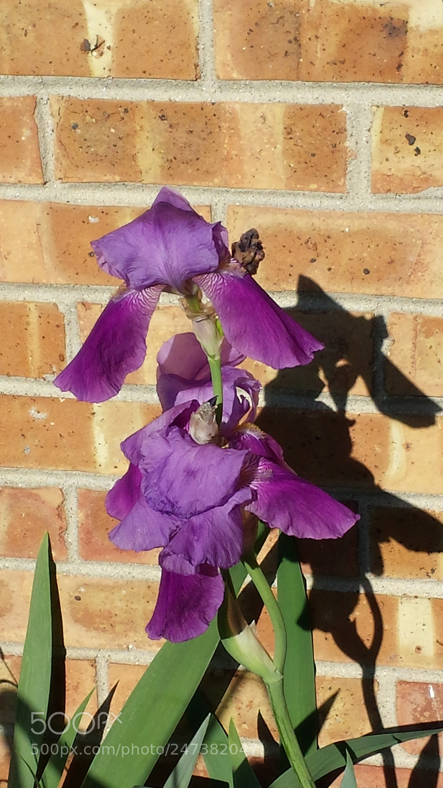 Samsung Galaxy S4 sample photo. Purple iris photography