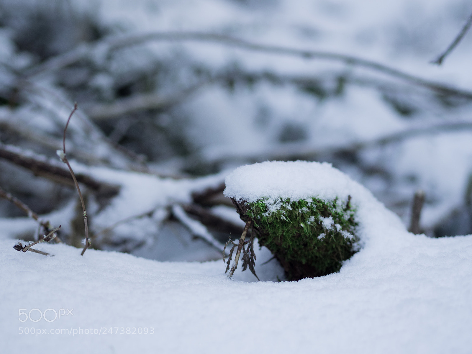 Olympus OM-D E-M1 sample photo. Moss photography