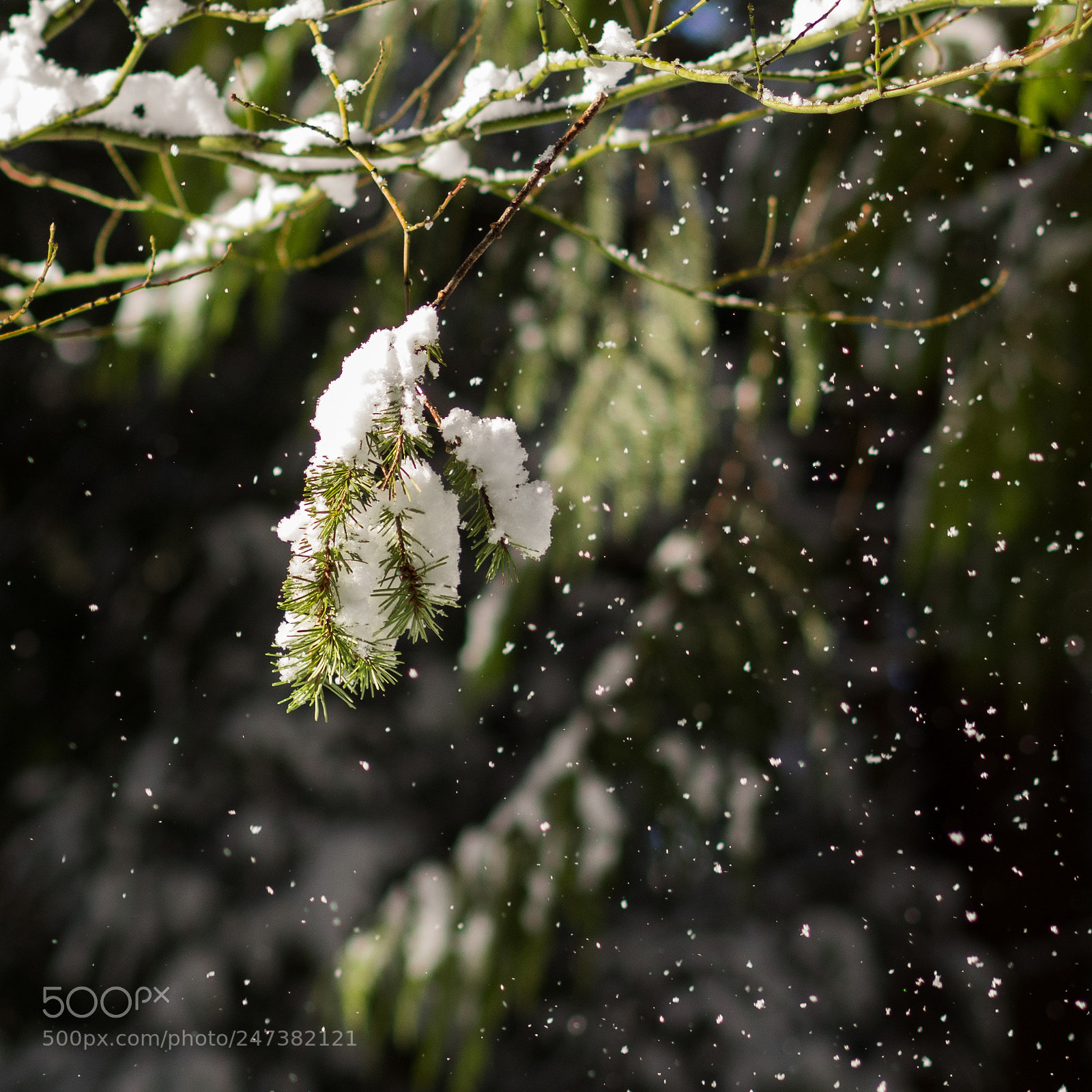 Olympus OM-D E-M1 sample photo. Hanging evergreen photography