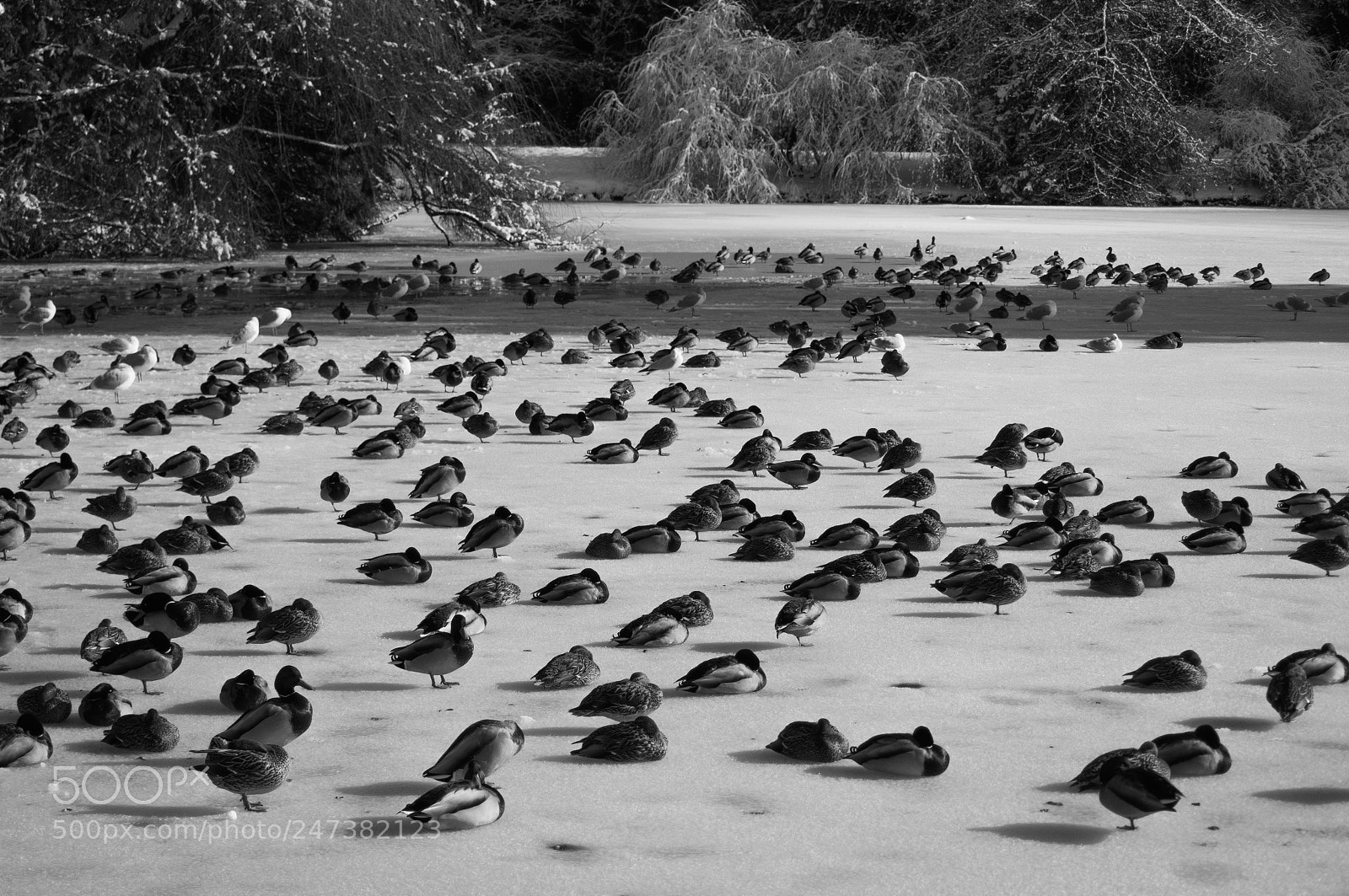 Olympus OM-D E-M1 sample photo. Ducks on frozen lake photography