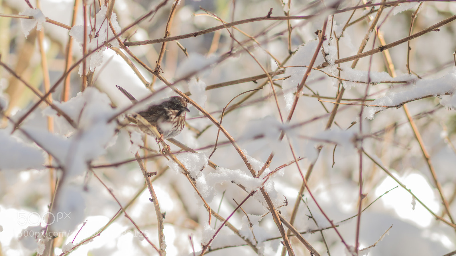 Olympus OM-D E-M1 sample photo. Bird on snowy tree photography