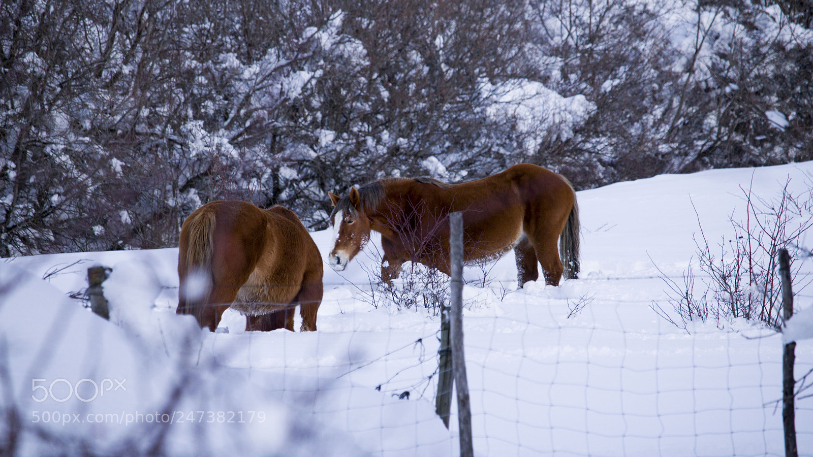 Canon EOS 750D (EOS Rebel T6i / EOS Kiss X8i) sample photo. Snow photography