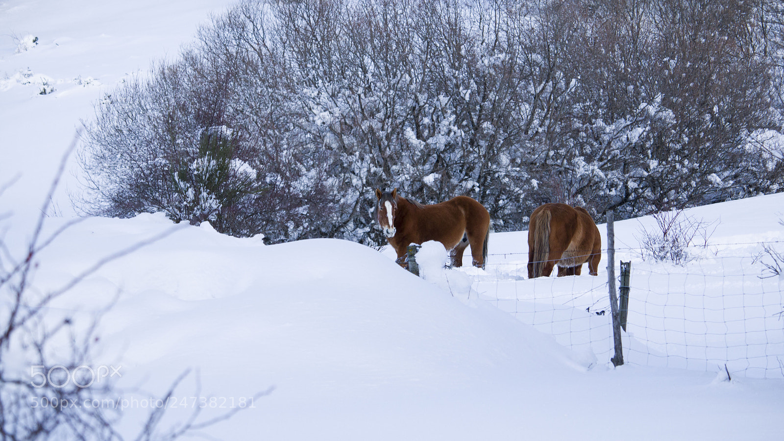Canon EOS 750D (EOS Rebel T6i / EOS Kiss X8i) sample photo. Snow photography