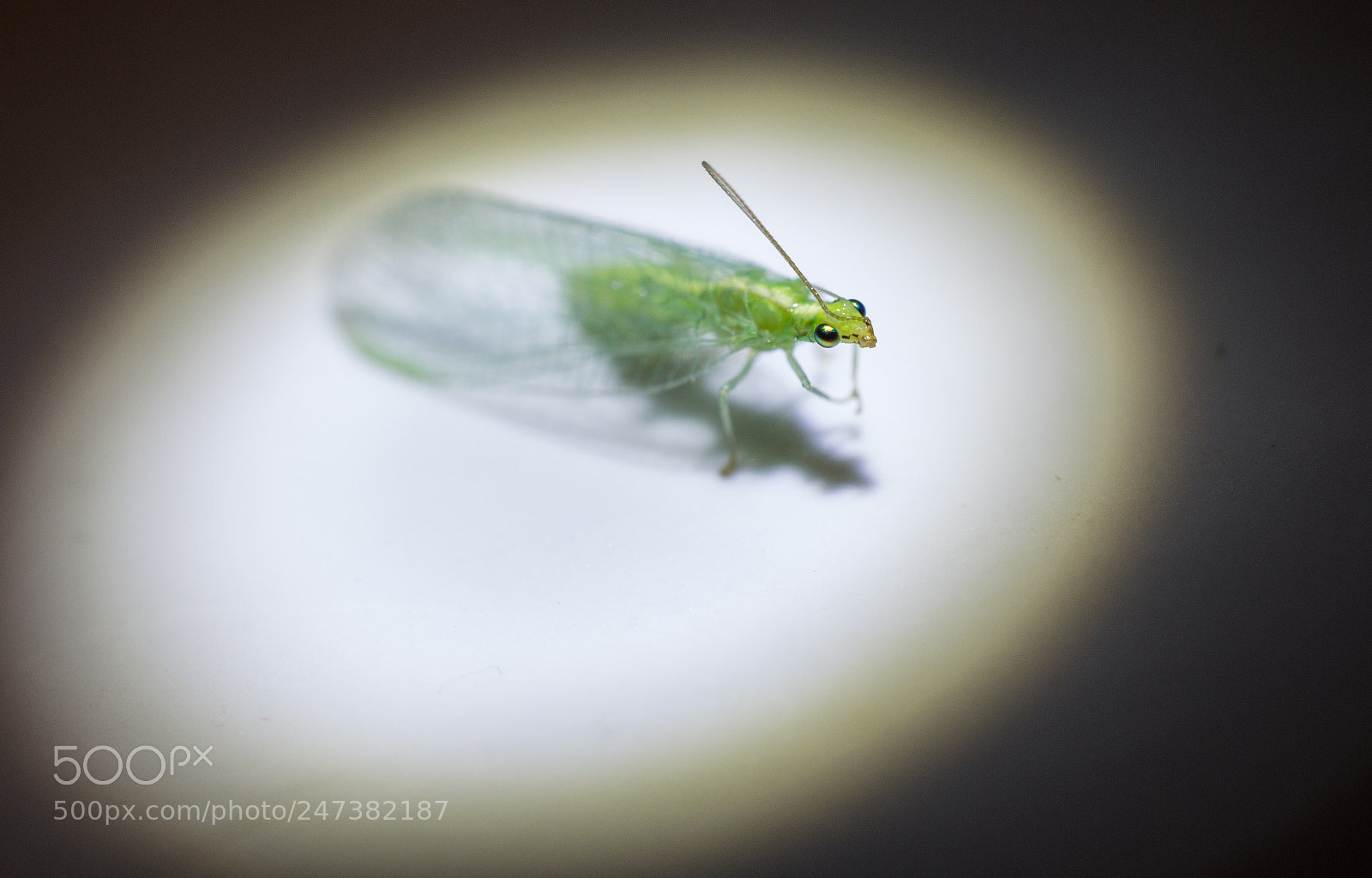 Nikon D3200 sample photo. Green lacewings on stage photography
