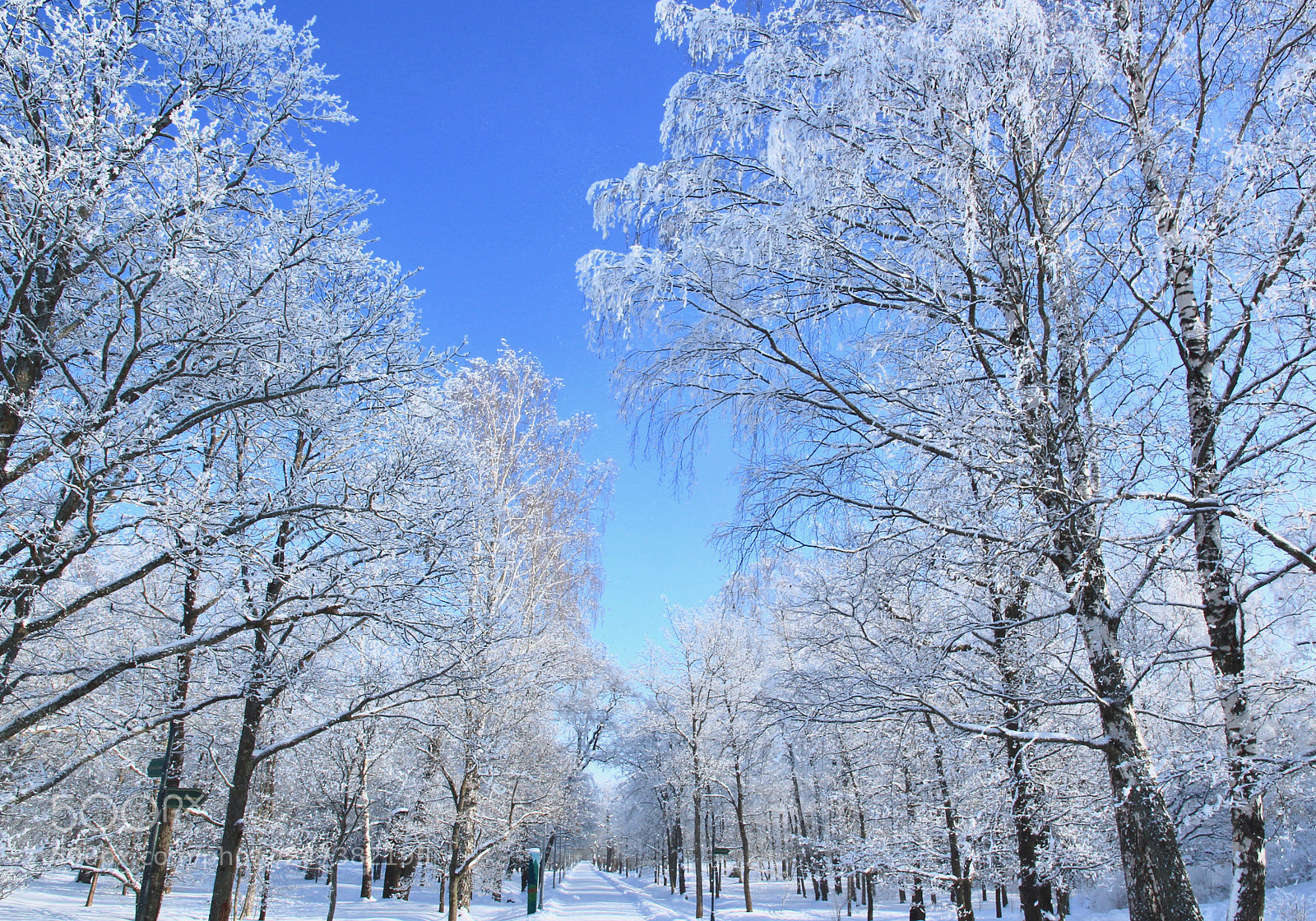 Canon EOS 550D (EOS Rebel T2i / EOS Kiss X4) sample photo. Winter park 1 photography
