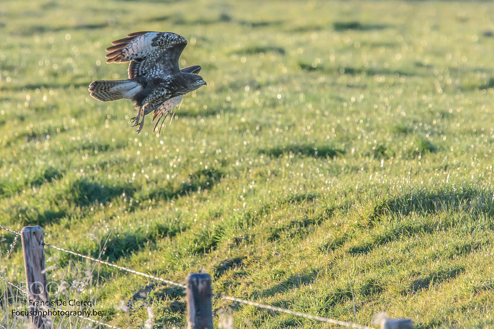 Nikon D500 sample photo. Buzzard at uitkerkse polders,belgium photography