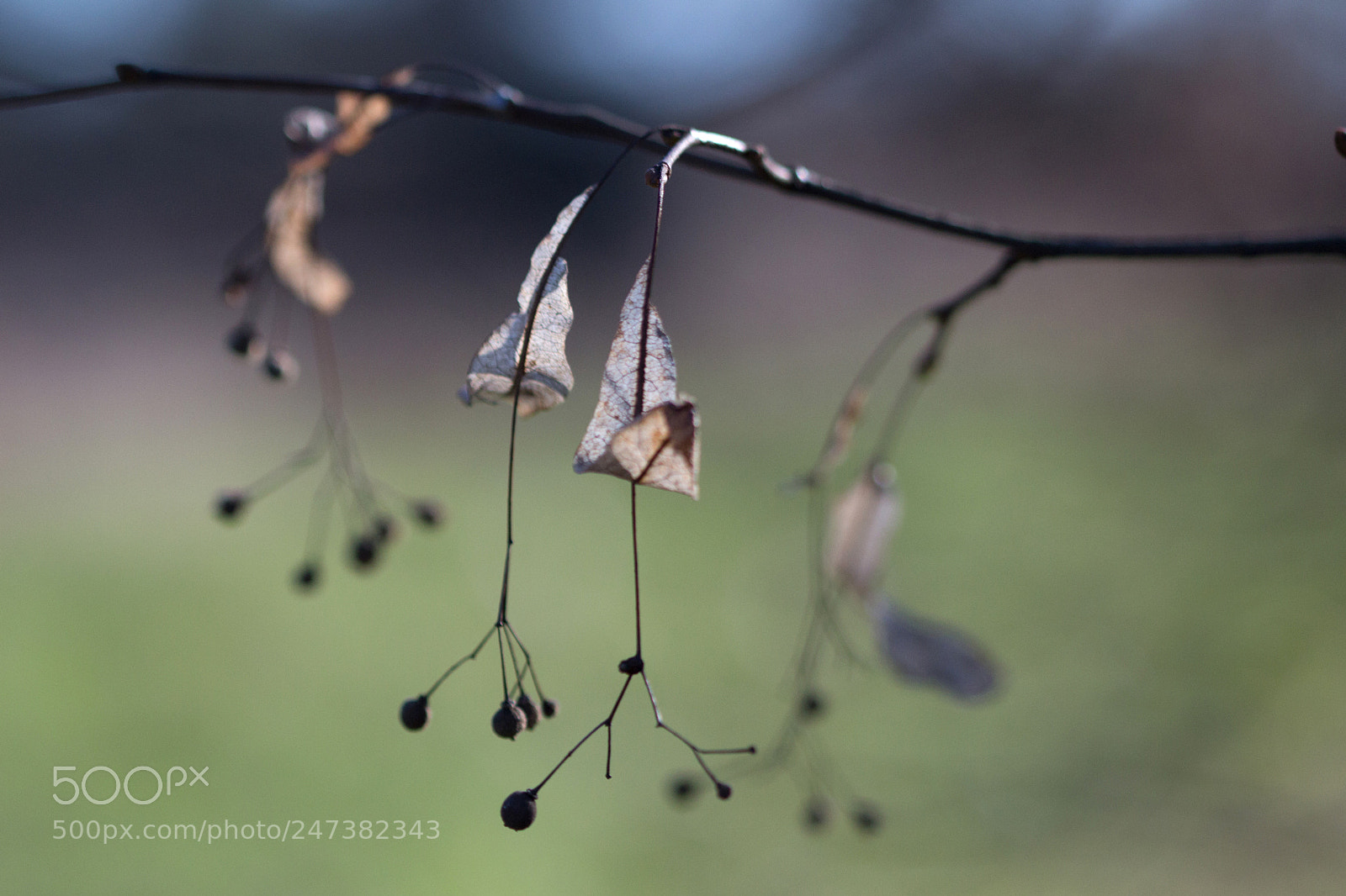 Canon EOS 700D (EOS Rebel T5i / EOS Kiss X7i) sample photo. Les balanciers ( pendulum ) photography