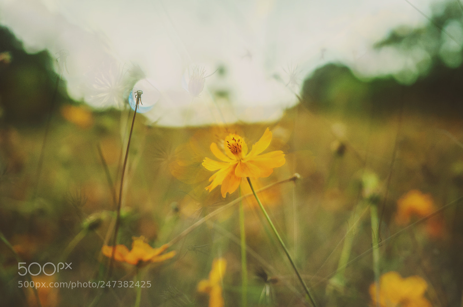 Nikon D5000 sample photo. Untitled photography