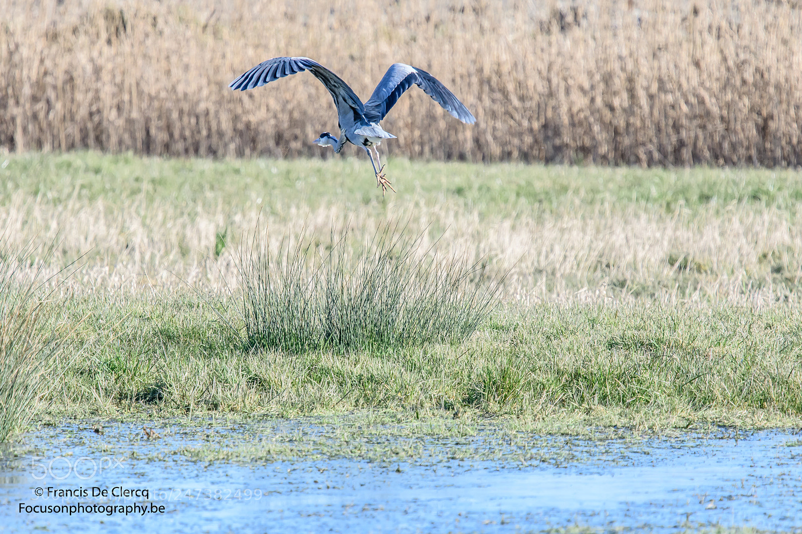 Nikon D500 sample photo. Heron at uitkerkse polders,belgium photography