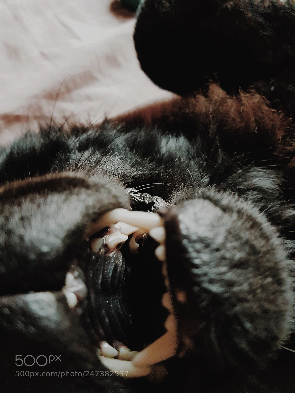 Samsung Galaxy S8 sample photo. Black chow chow photography