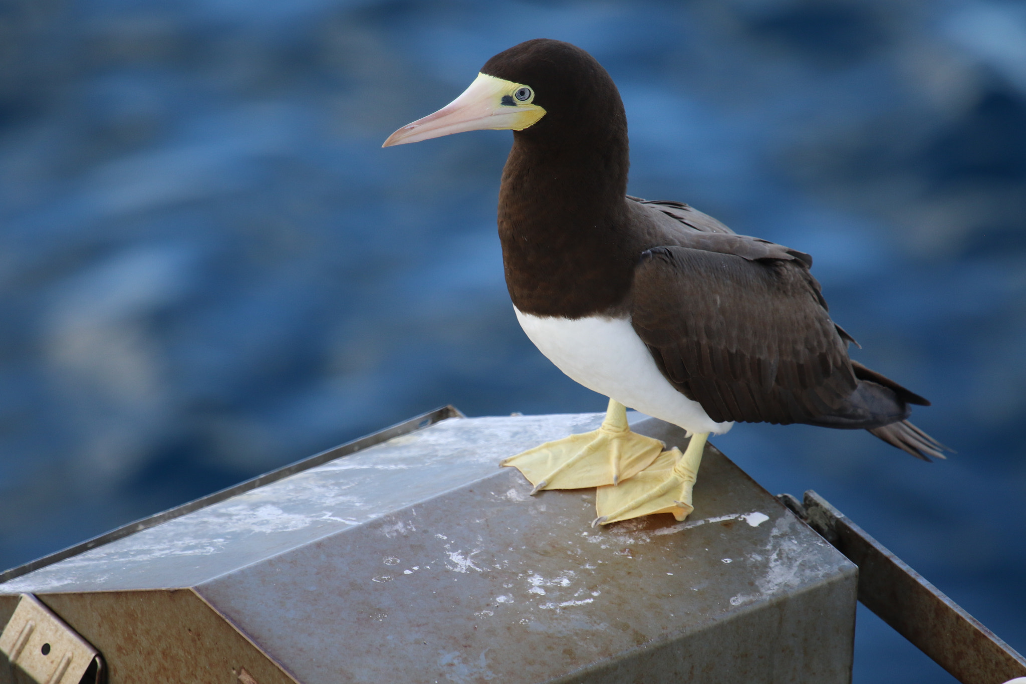 Canon EF 100-400mm F4.5-5.6L IS USM sample photo. Perched brown booby photography