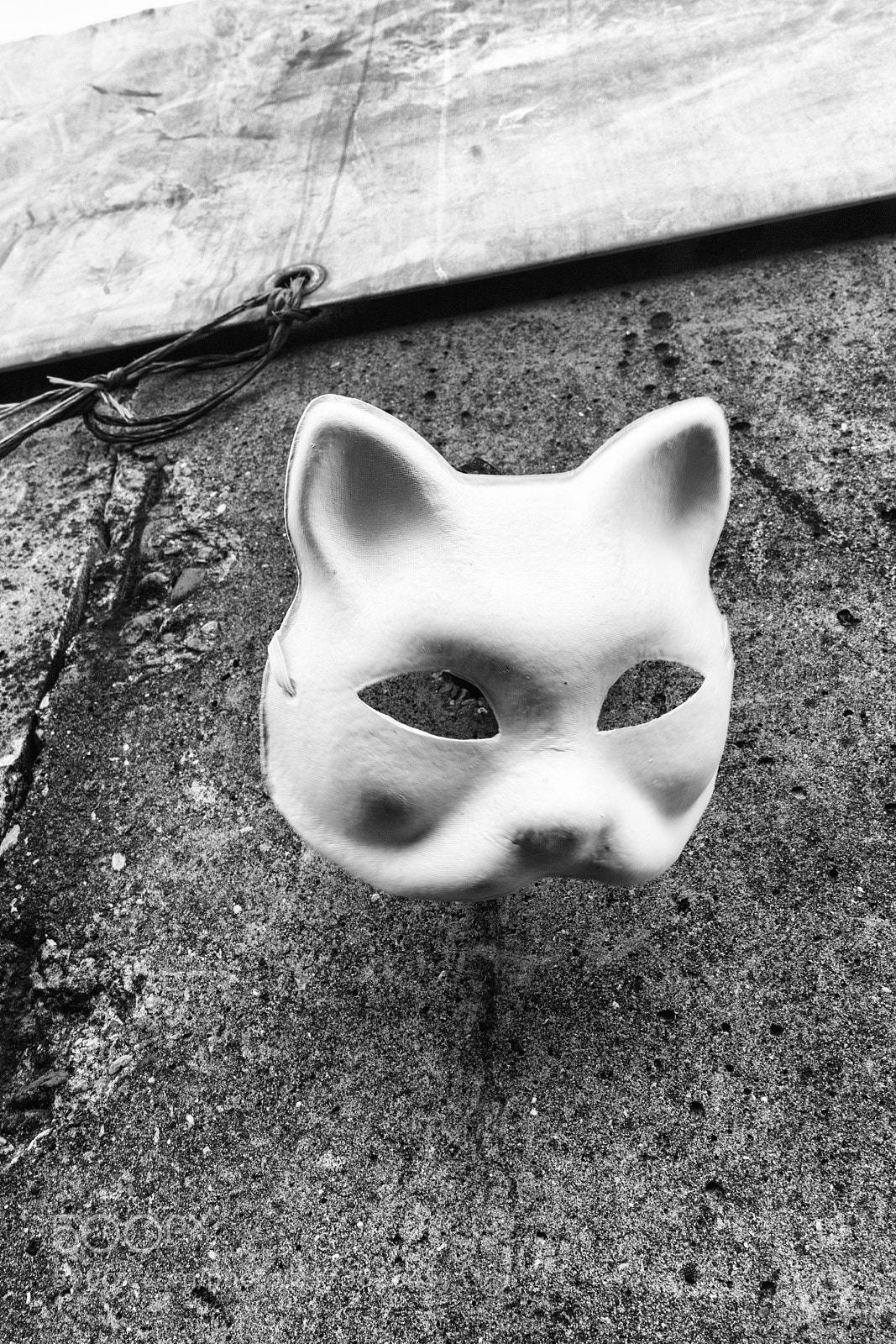 Sony a7R II sample photo. White cat photography