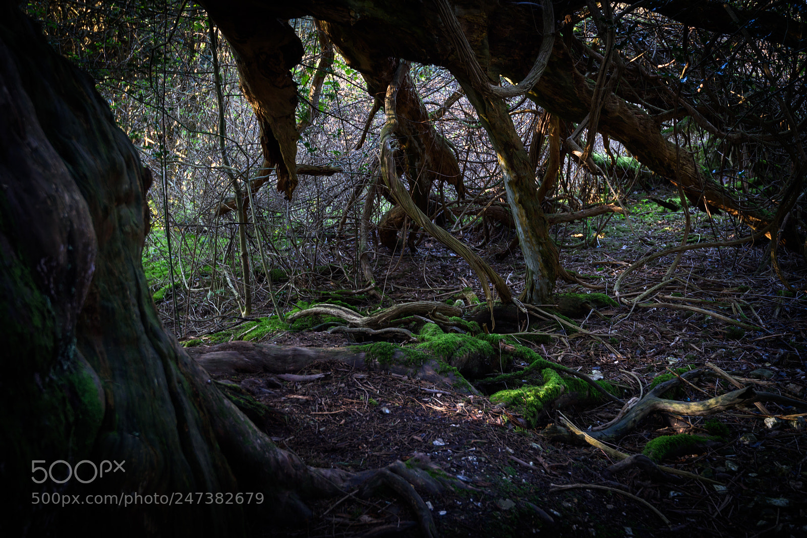 Nikon D810 sample photo. Tree cave photography