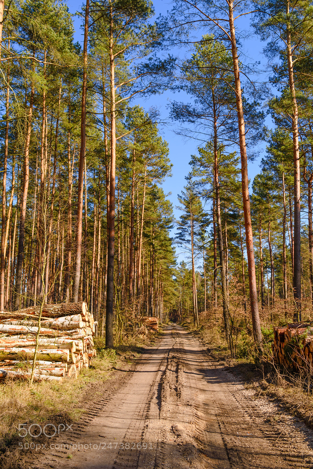 Nikon D800 sample photo. German forest photography