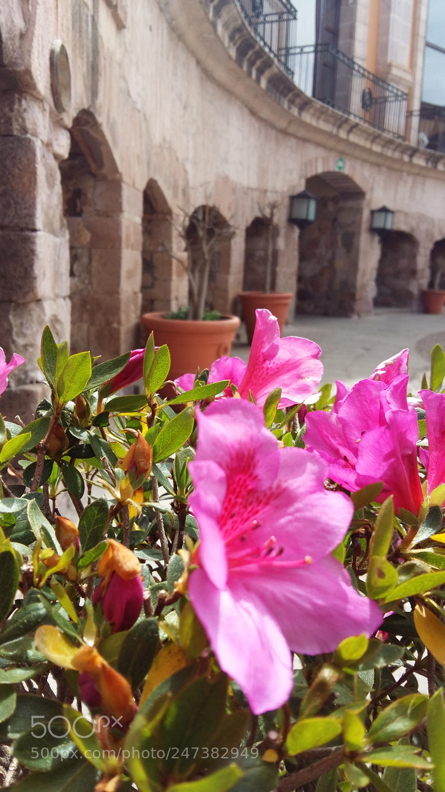Samsung Galaxy A5 sample photo. Untitled photography