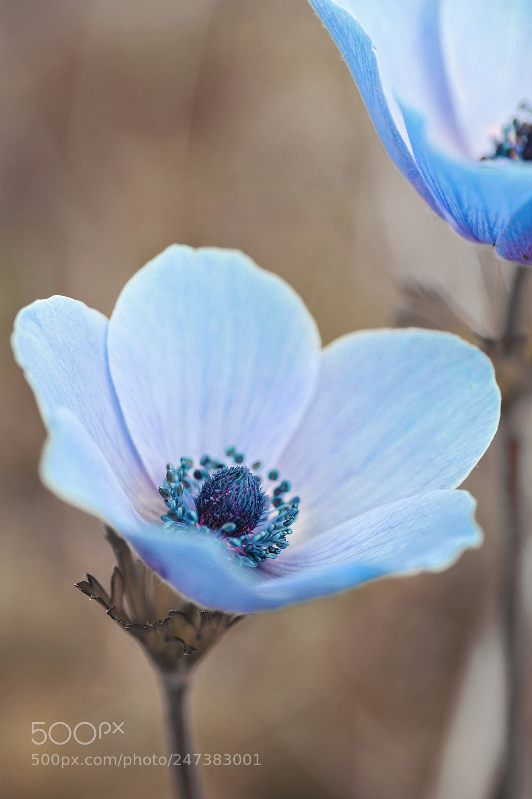 Nikon D700 sample photo. Flower blue photography