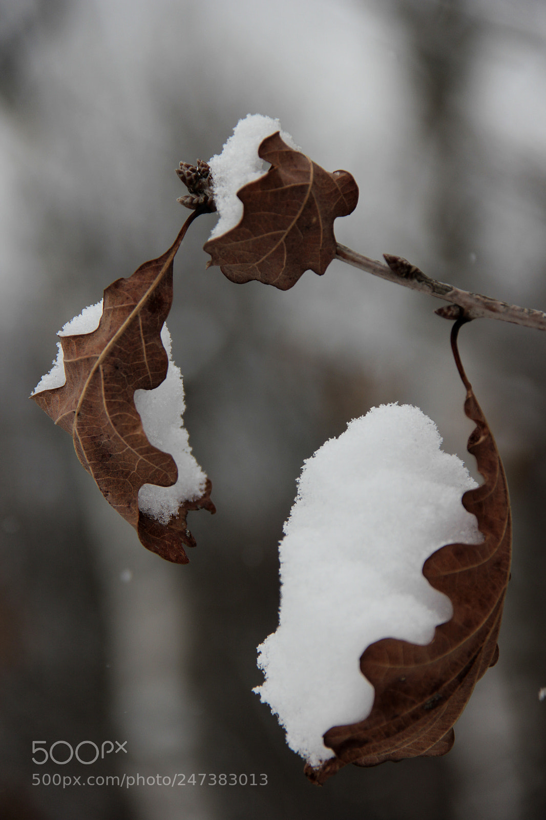 Canon EOS 60D sample photo. Winter magic photography